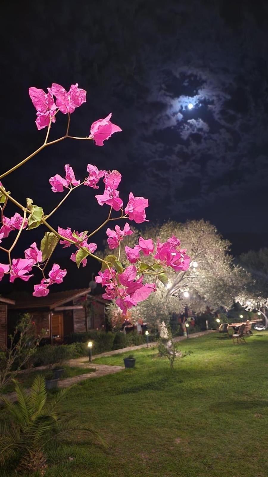 Suzi'Nin Bahcesi Bungalov Evler Datça Esterno foto
